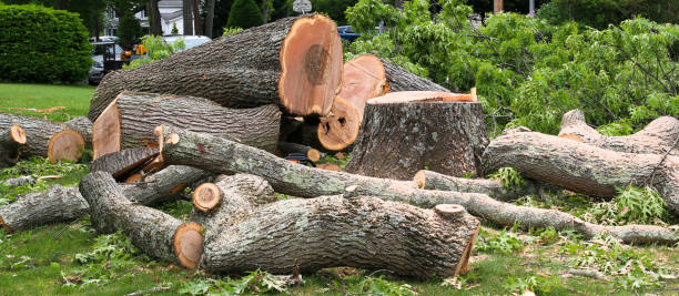 Tuntutuliak, AK Tree Care Company